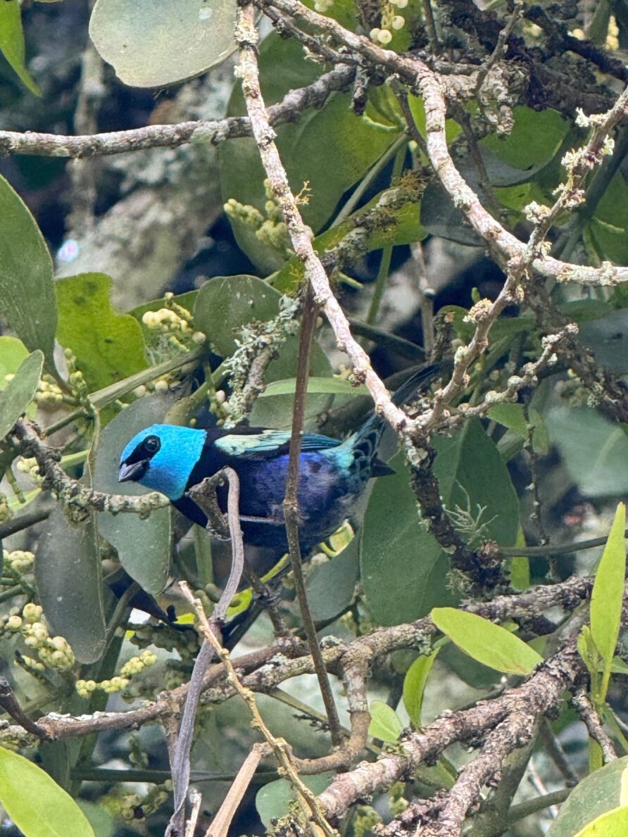 MONARCA DE CALIMA: AVES, LAGO Y DESCANSO.